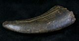Large Tyrannosaur Tooth - Montana #21348-3